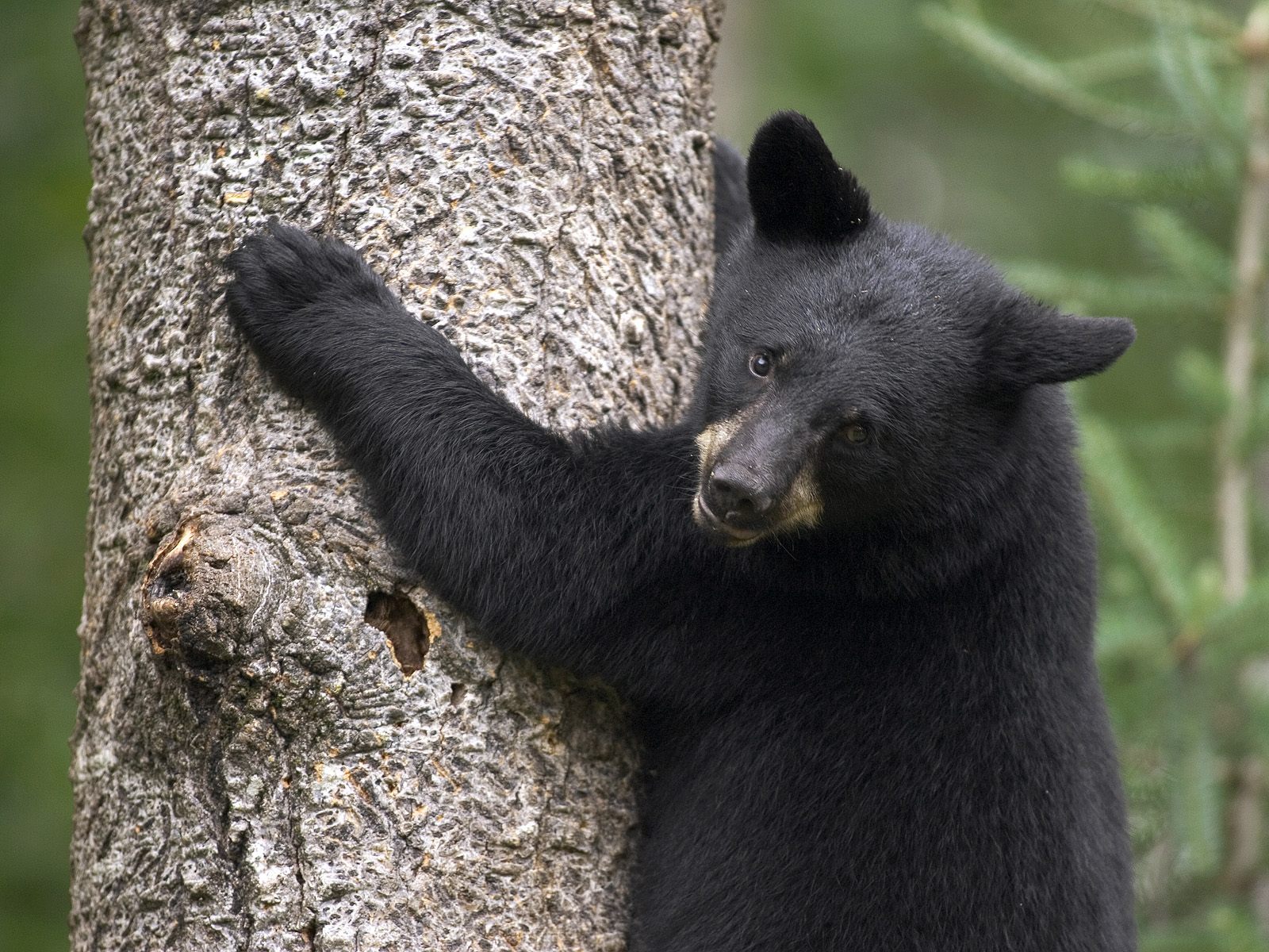 HD Desktop Wallpaper Black Bear Pictures