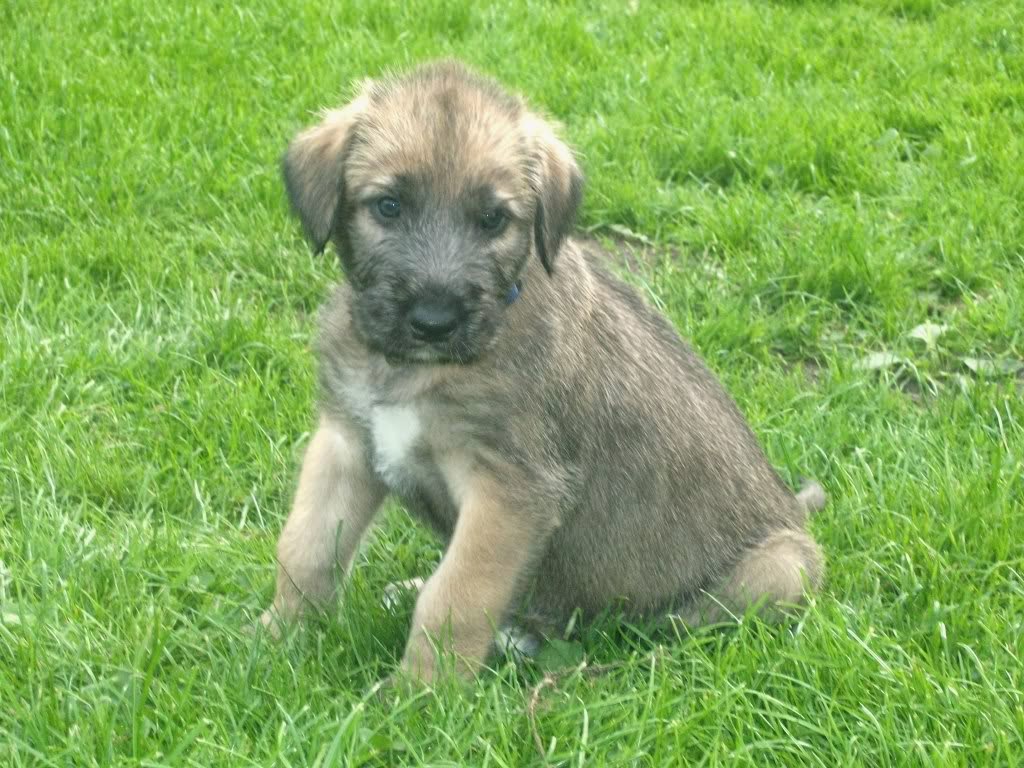 Irish Wolfhound Puppies Lol Picture Collection