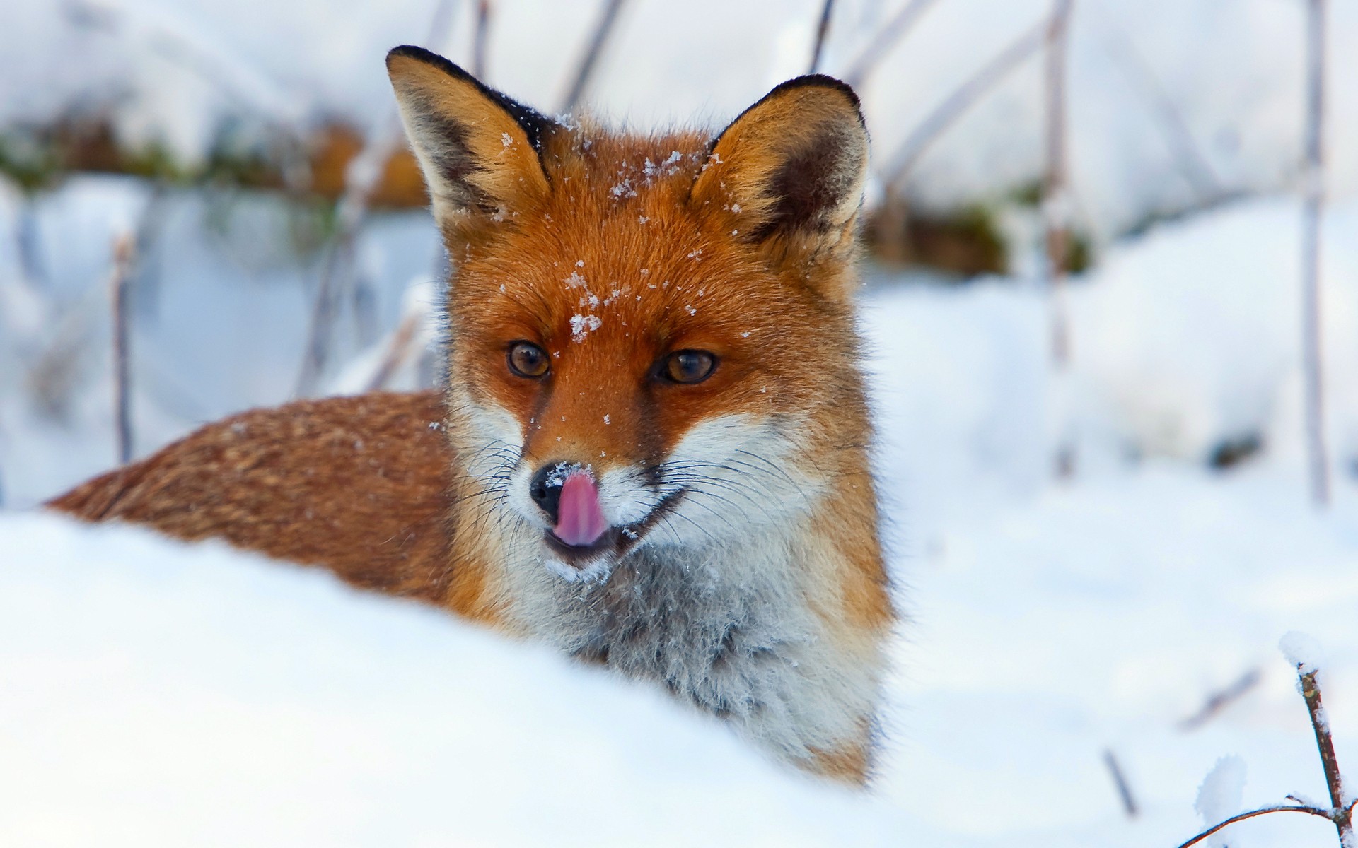 Snow Fox Wallpaper - Wallpapersafari