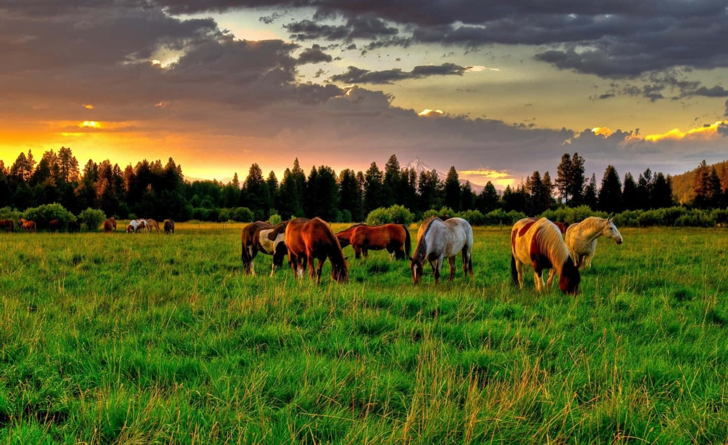 Ranch 48u6fatri3aec1bp Wallpaper