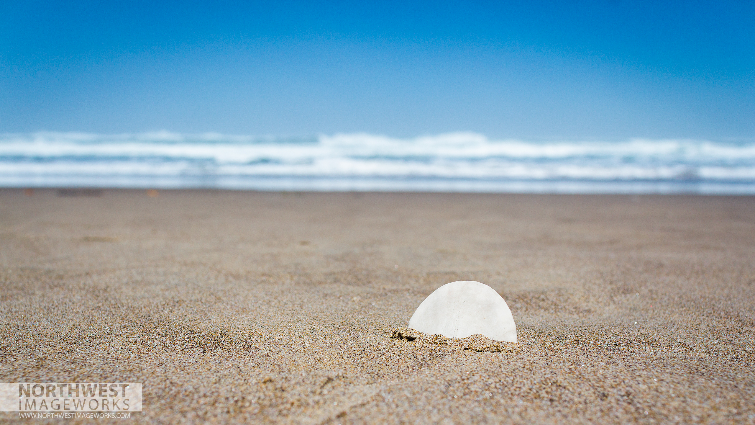 Sand Dollar On Beach Wallpaper