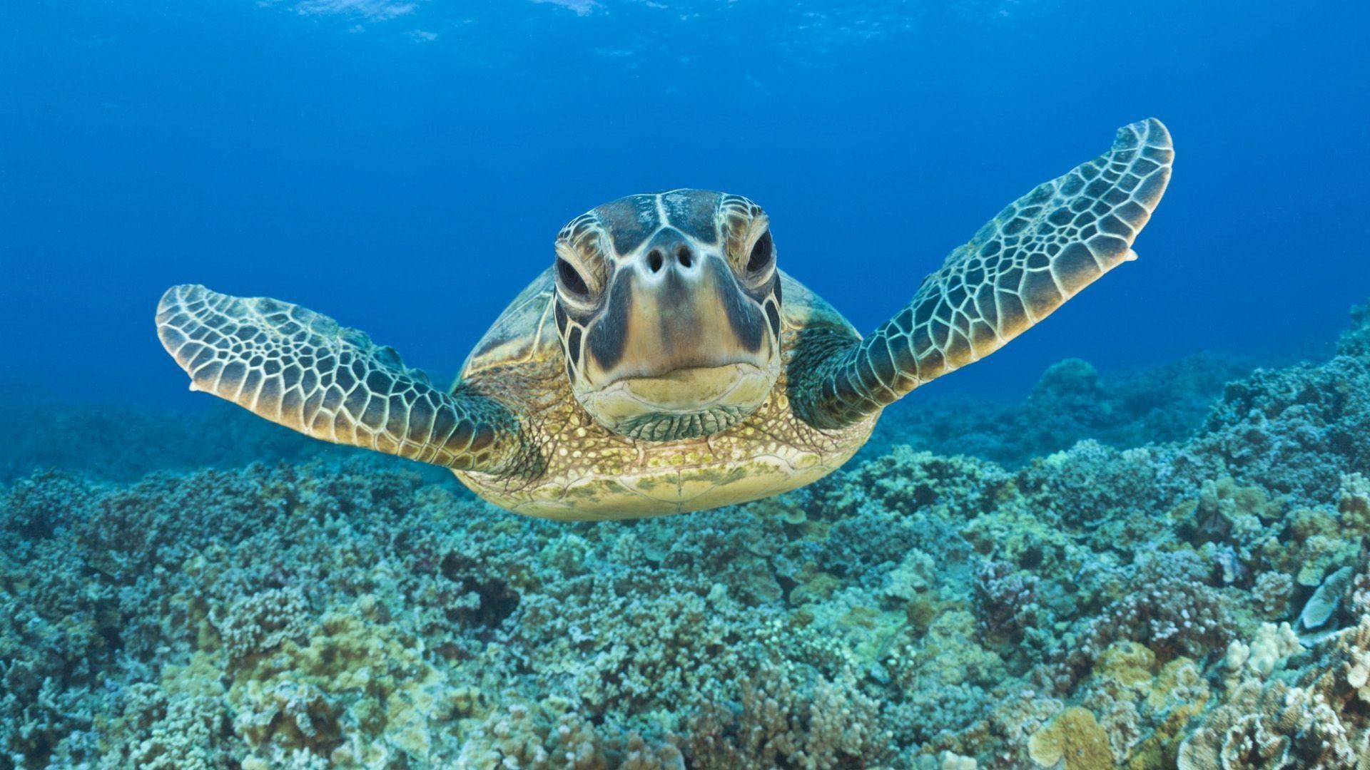 Cute Turtle Wallpaper