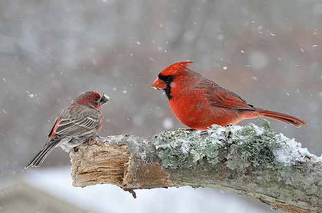 Cardinal Bird Birds in Winter Cardinal