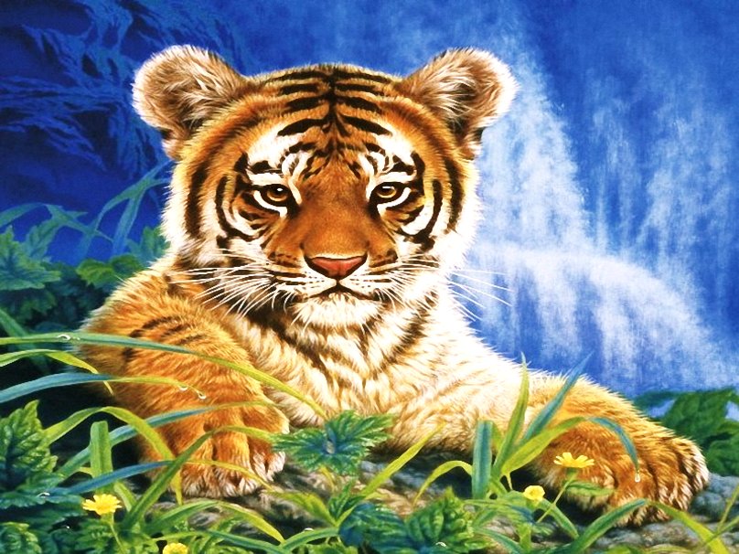 Baby Tiger Wallpaper