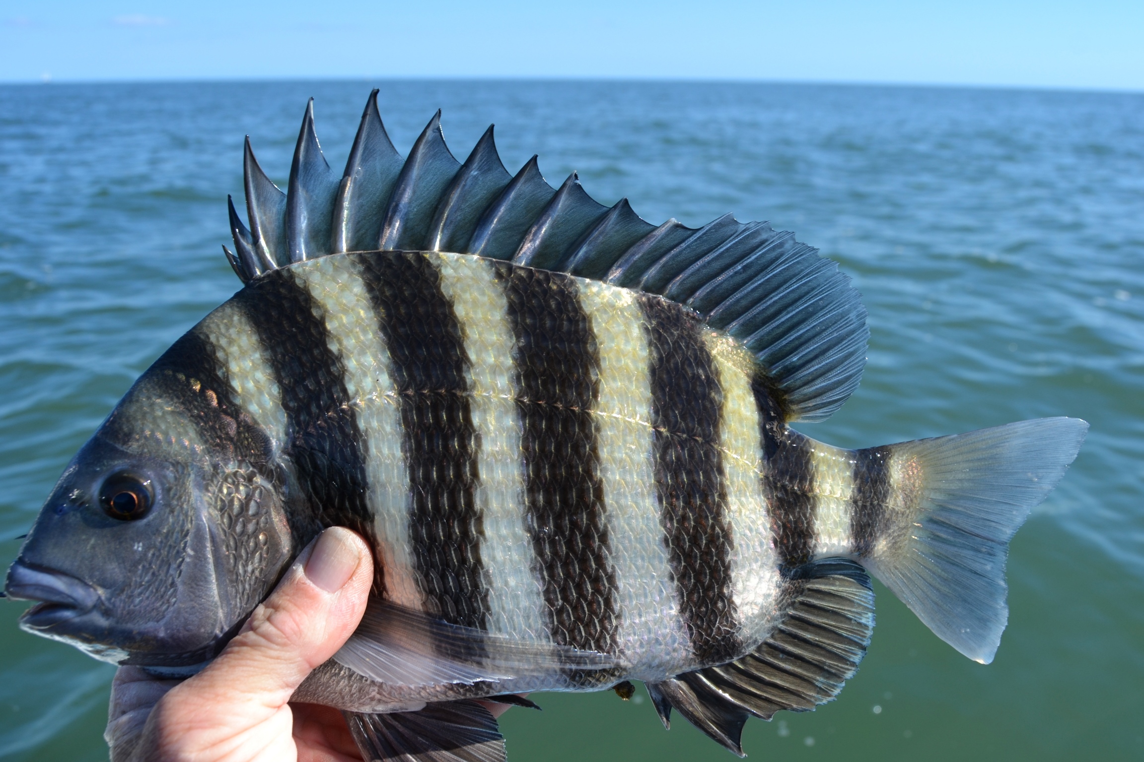 Cute Sheepshead Photo And Wallpaper Pictures
