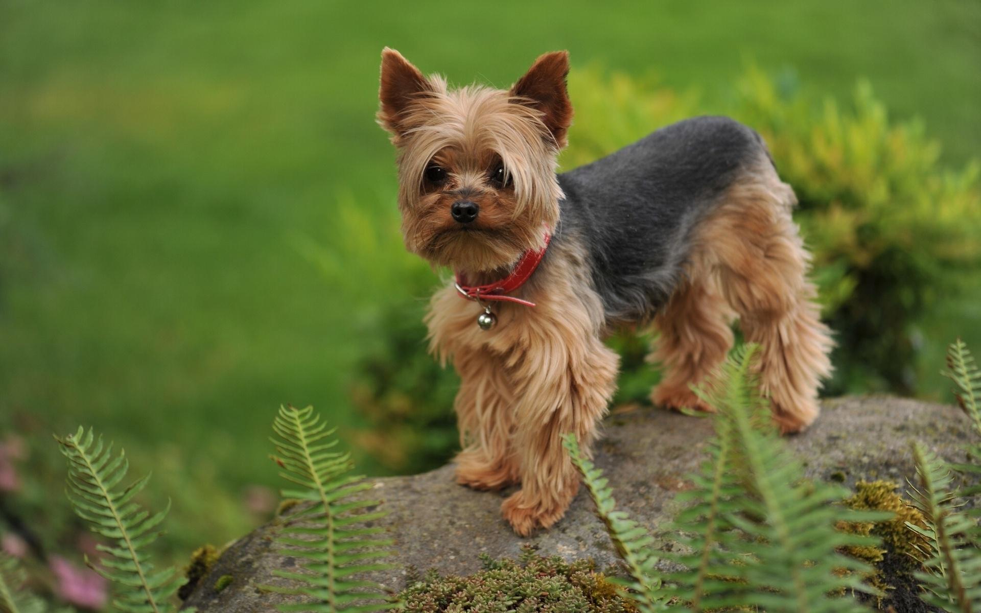 Yorkshire Terrier High Quality And Resolution Wallpaper