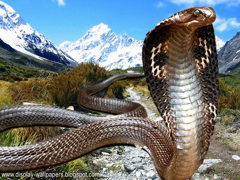 HD wallpaper cobra king snake  Wallpaper Flare