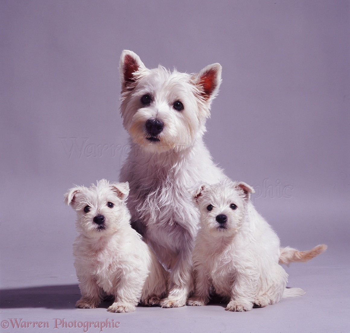 Wp07731 West Highland White Terrier Bitch Mayo With Two Of Her Pups