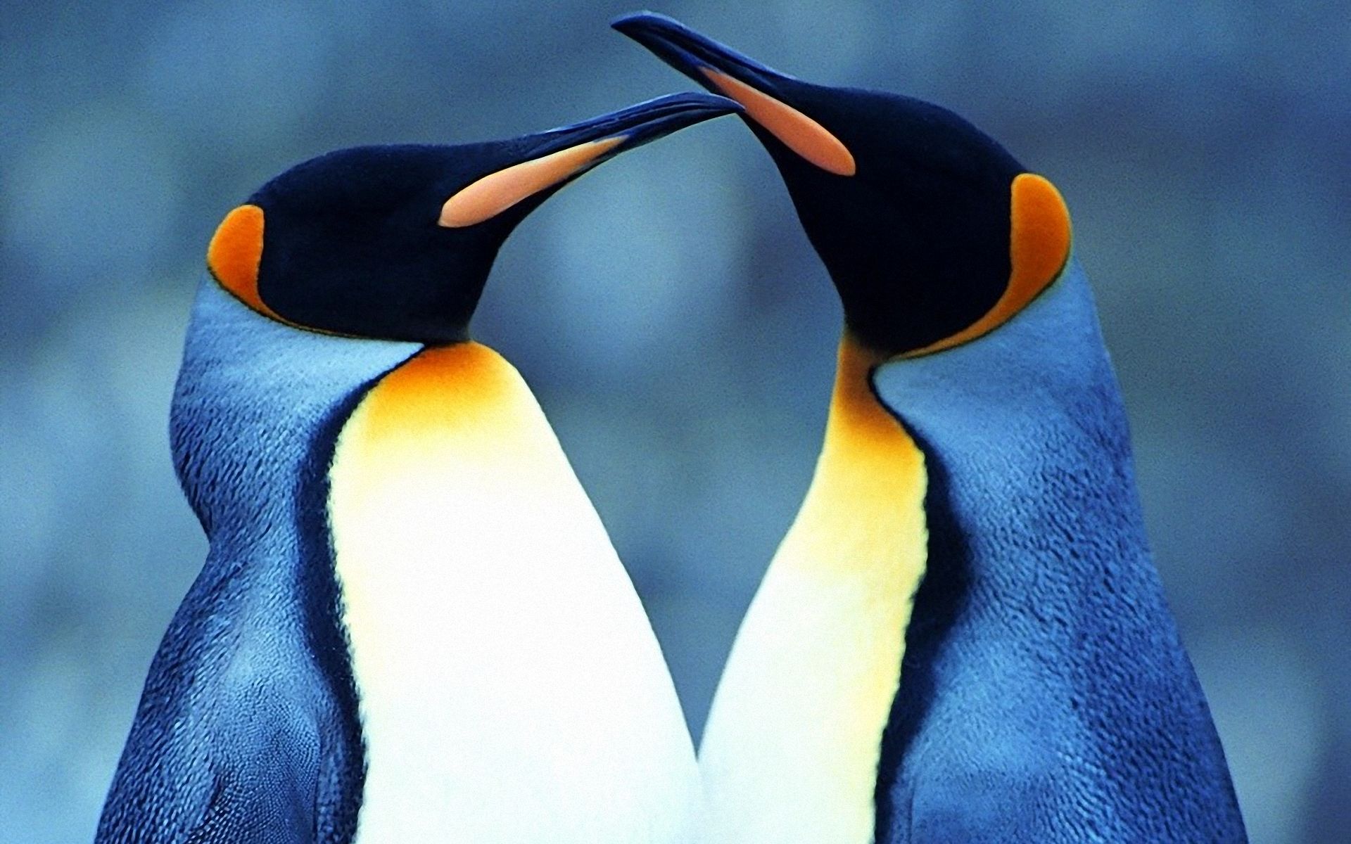 Two Lovely Penguins 1920x1200 WallpapersPenguin 1920x1200