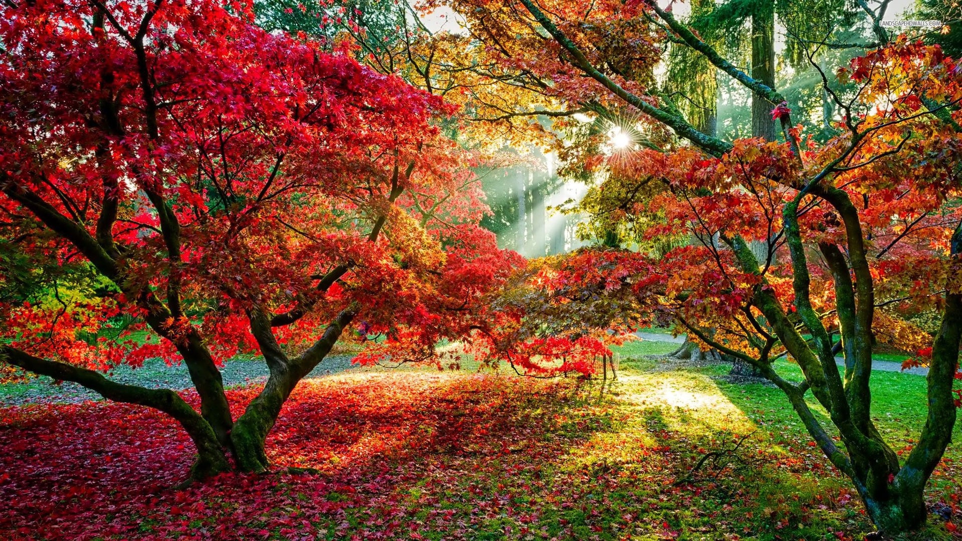 Wallpaper Maple Trees Red Leaves Sun Rays Autumn Full HD 2k Picture Image