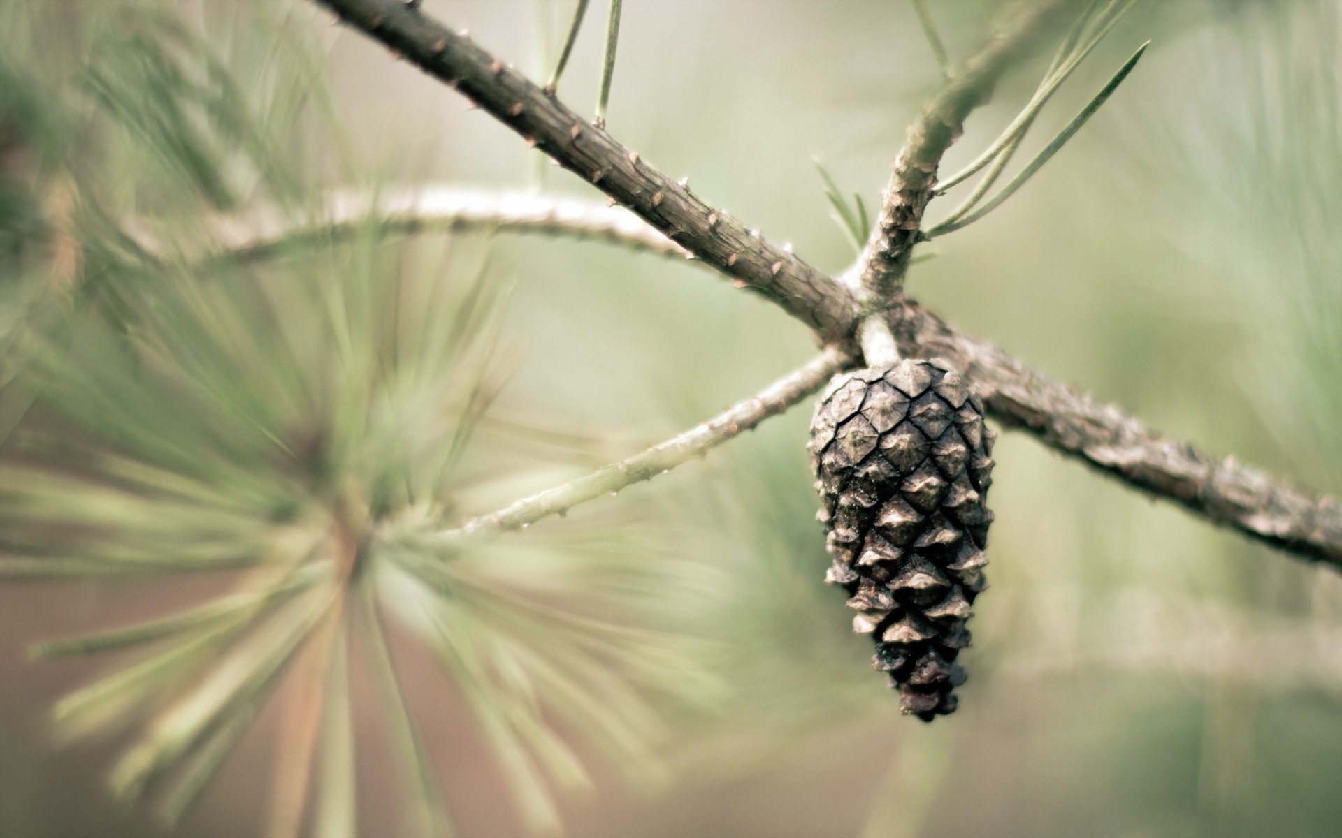 Pine cone wallpapers Pine cone stock photos
