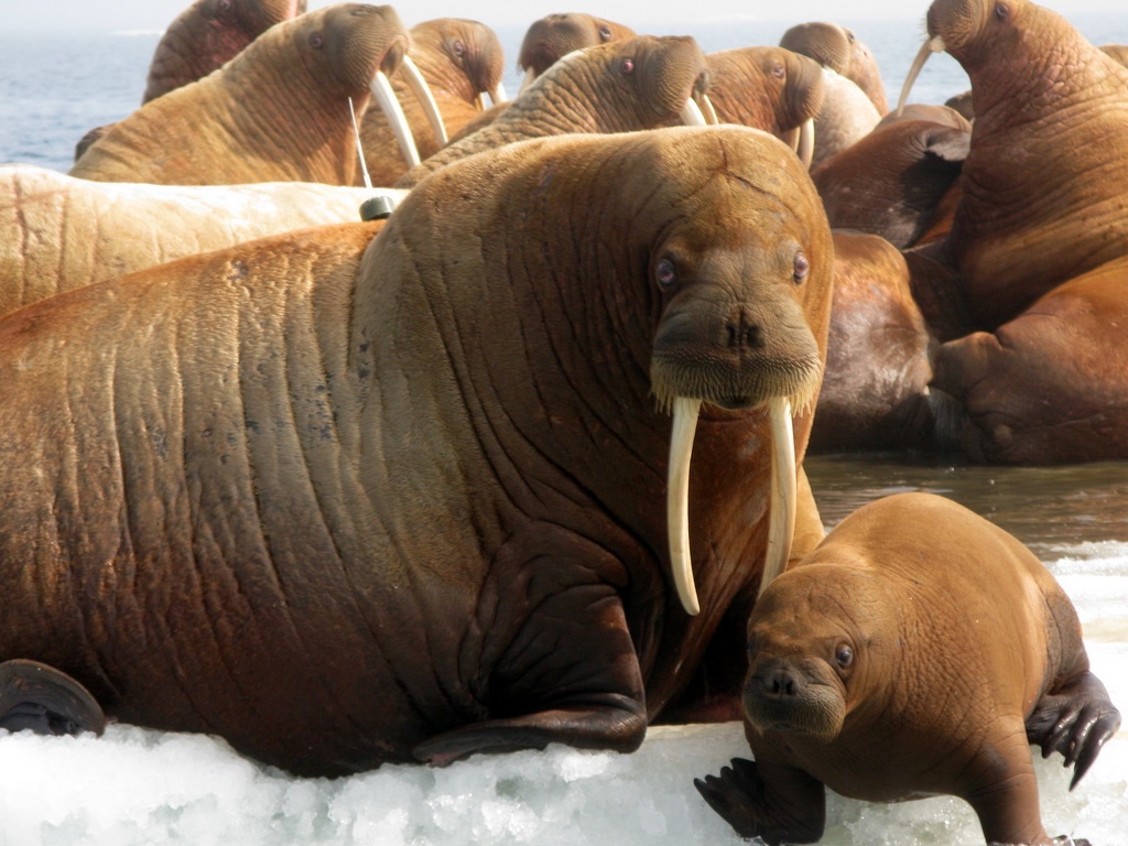 Qq Wallpaper Animal Walrus