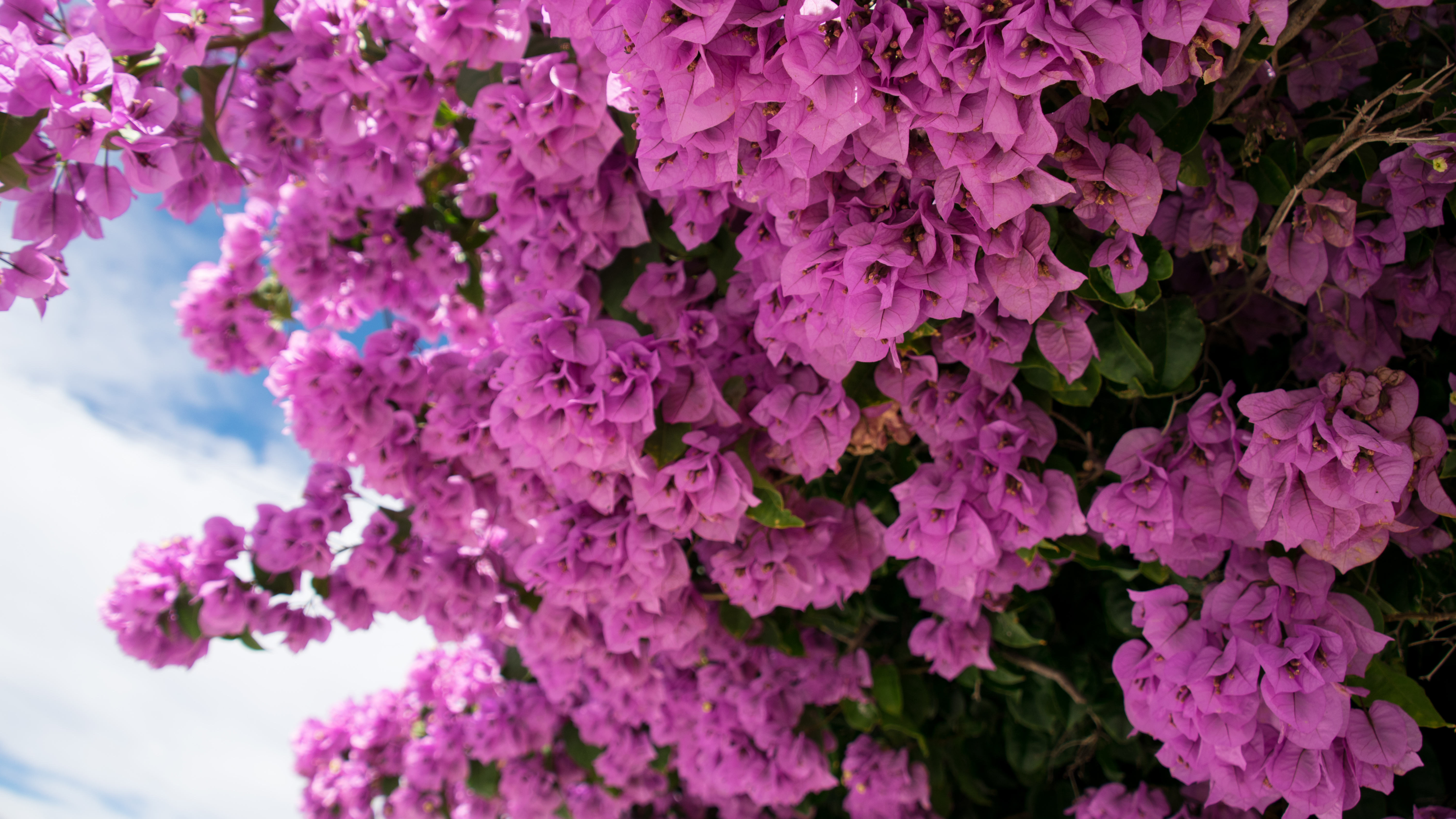 Flowers Pink Nature Bougainvillea Wallpaper HD Desktop And