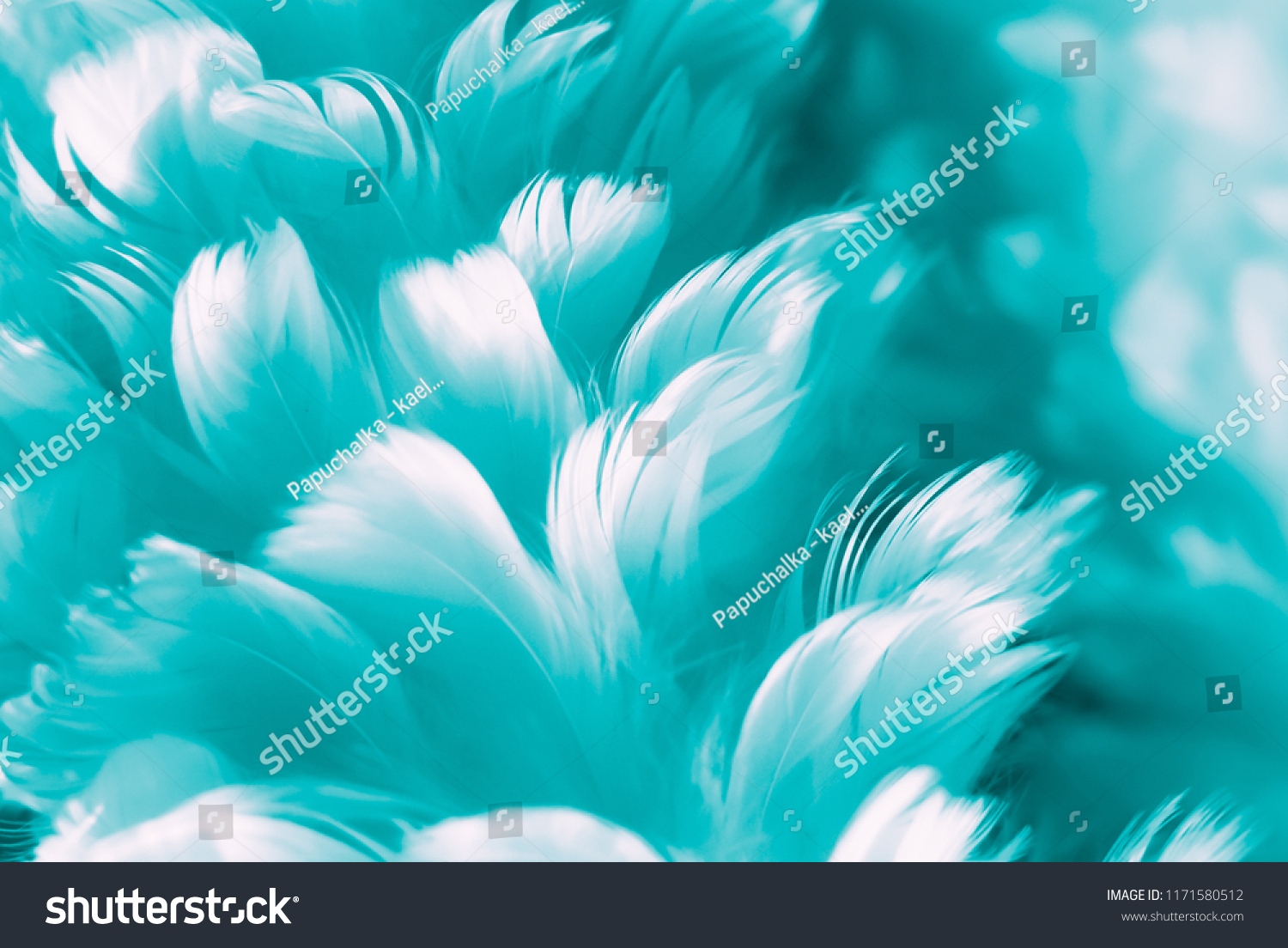 Turquoise Blue Feather Photo Wallpaper Abstract Stock Edit