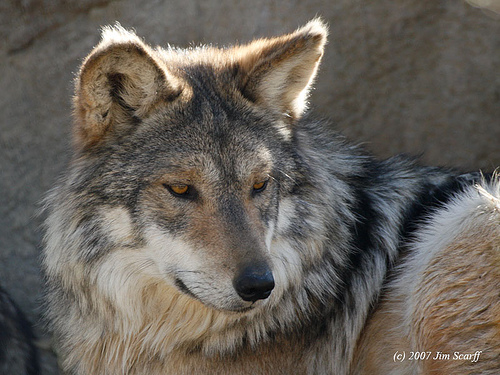 Timber Wolf Arctic Mexican Canis Lupus More Photos