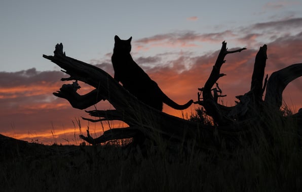 Wallpaper cat silhouette tree sunset wallpapers cats   download