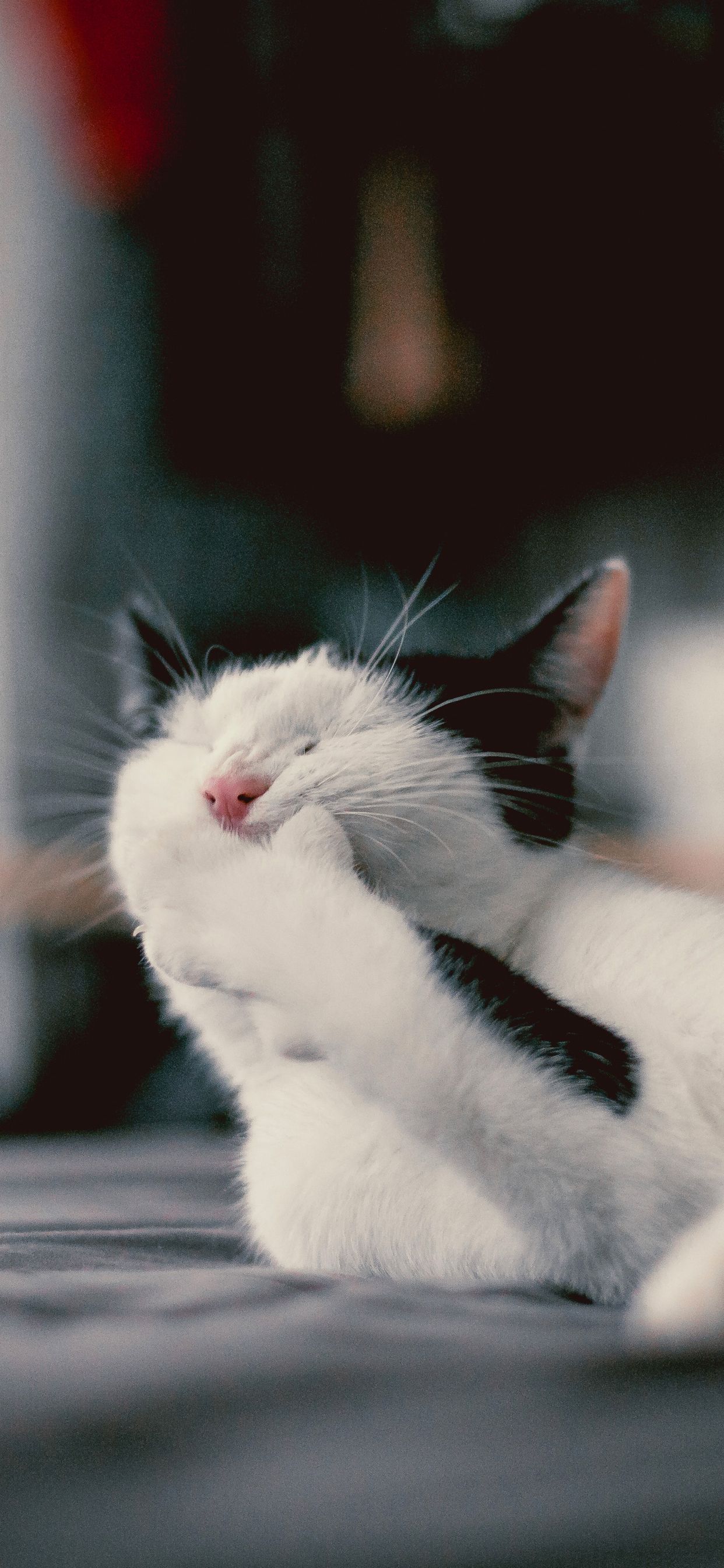 Funny Cat iPhone Wallpaper