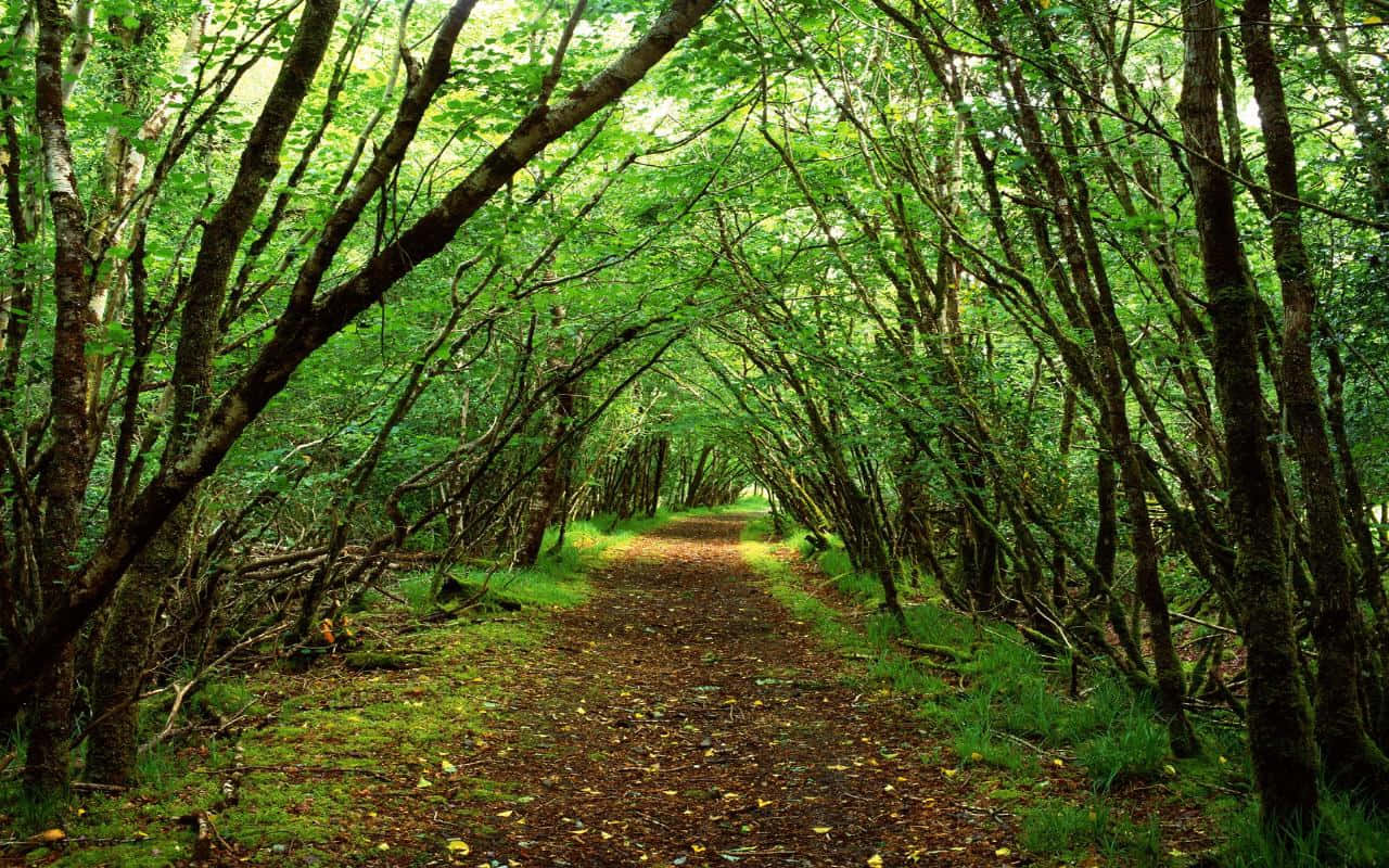 Dark Green Forest Wallpaper
