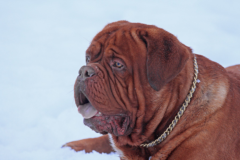 Friend A Meeting With French Mastiff Steve S Digicams Forums