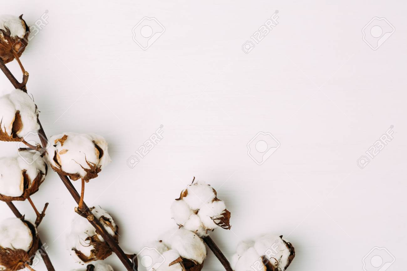 Cotton Flowers On White Background Stock Photo Picture And