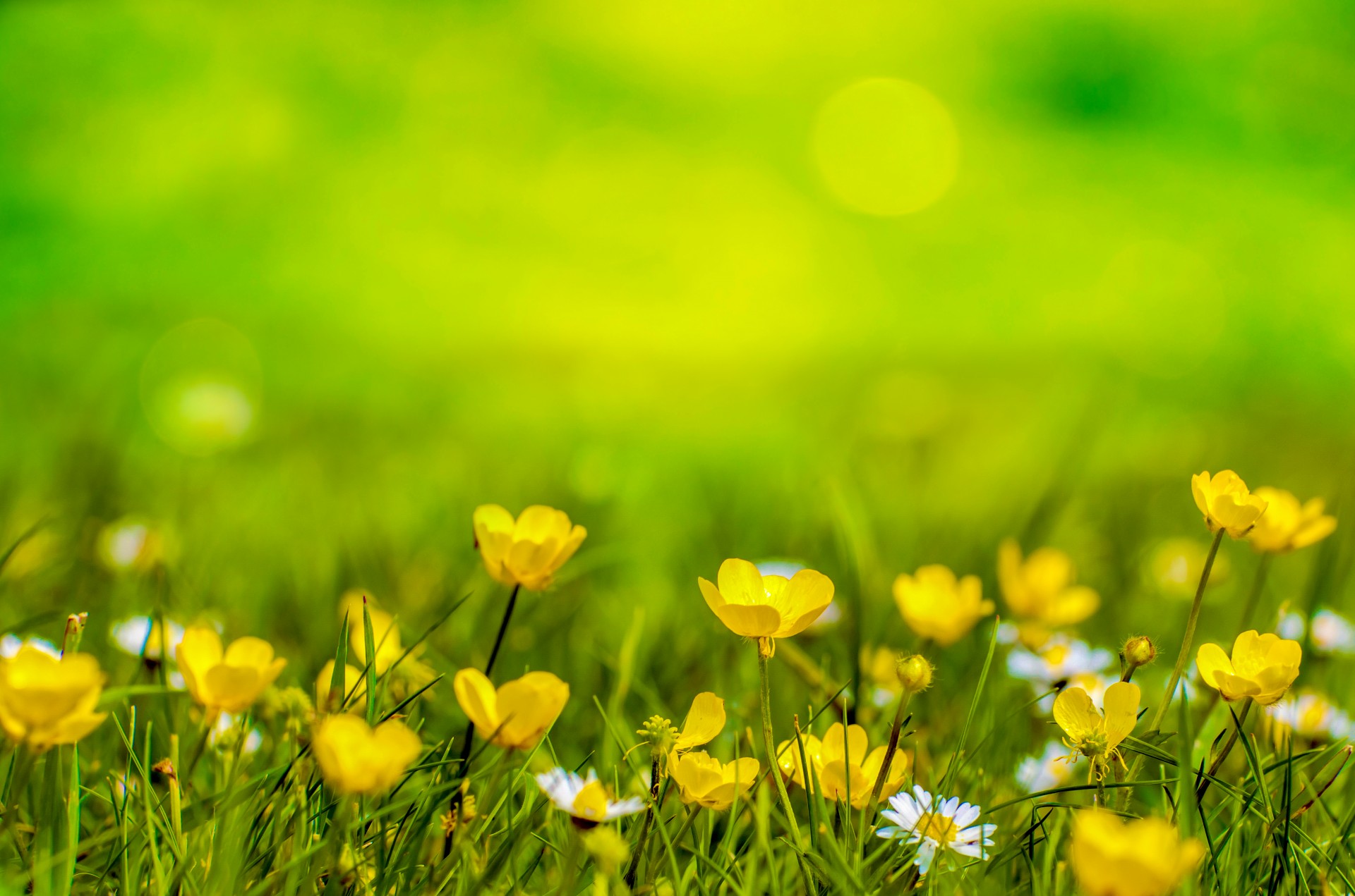Spring Background Flower Yellow Field Photo From Needpix