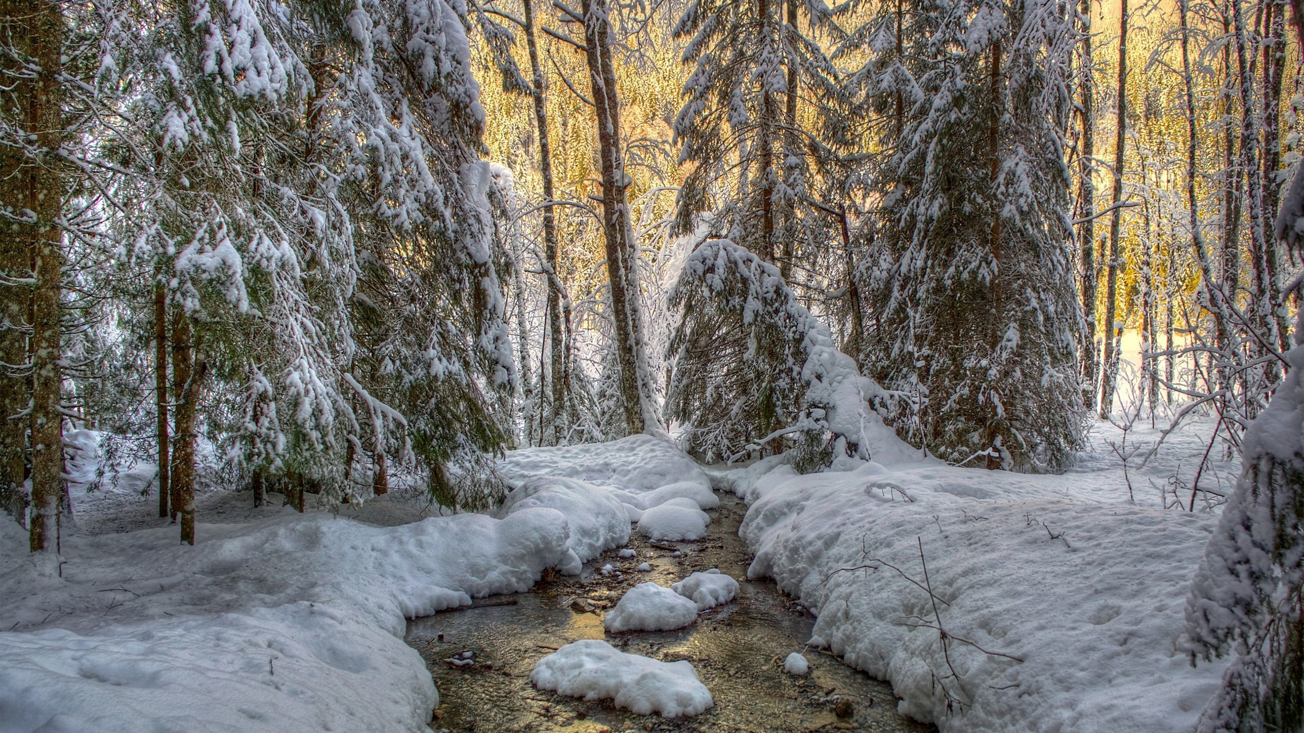 Winter Forest Wallpaper Image Photos Picture
