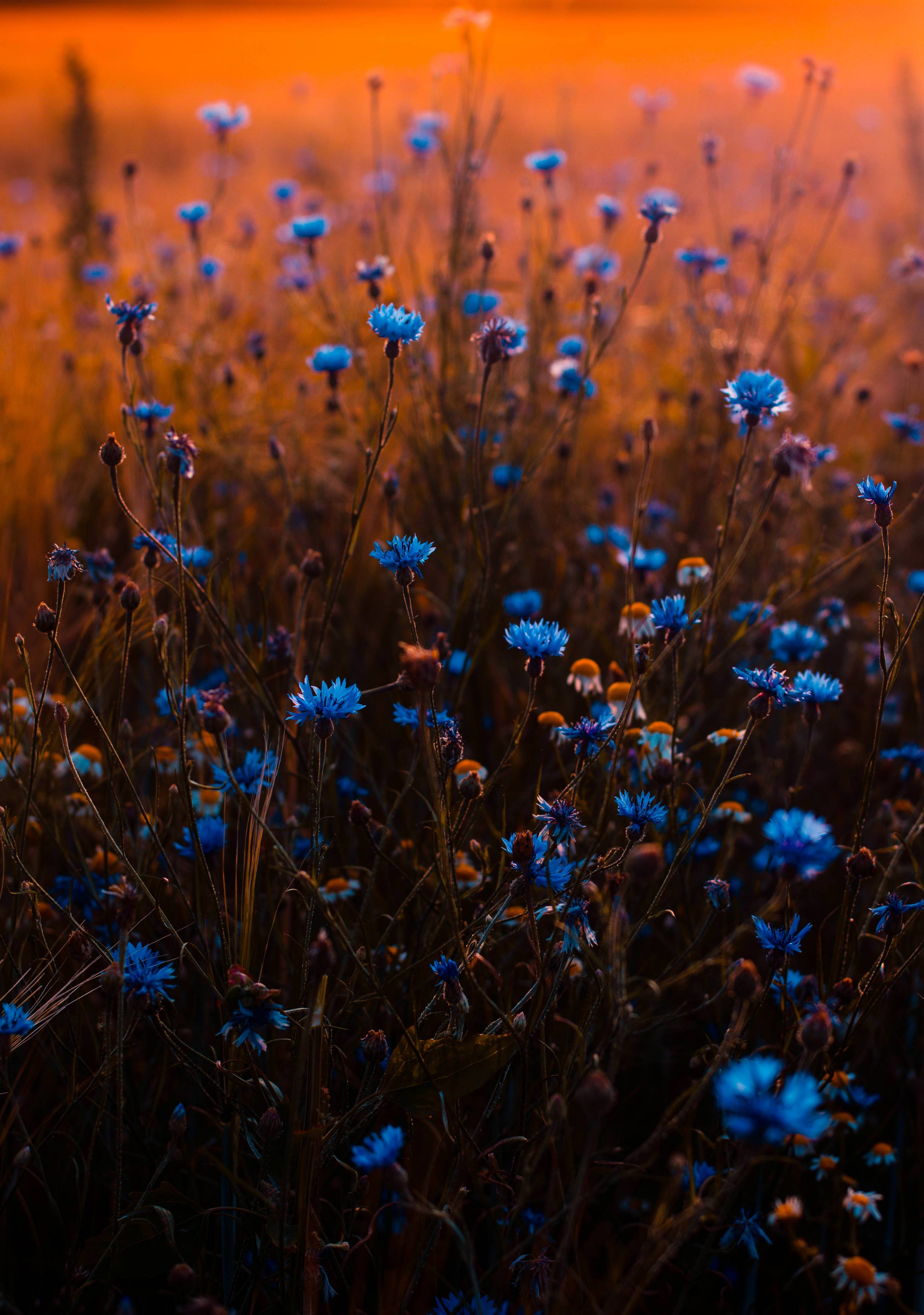 Amazing Blue Flowers Wallpaper Galaxys8