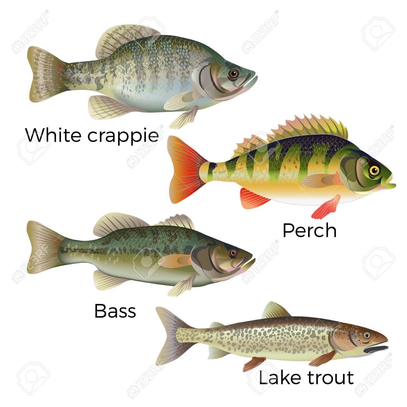 Freshwater Fish Set White Crappie Perch Bass And Lake Trout