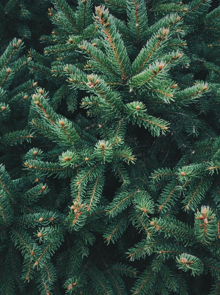 Christmas Pine needles Wallpaper Tree wallpaper iphone