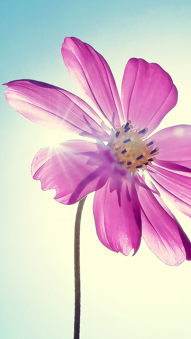Purple Magenta Flower iPhone 5s Wallpaper