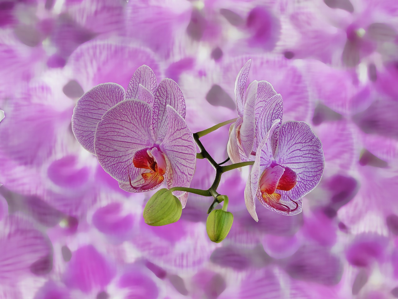 Orchids Background Abstract Texture Composition Image From
