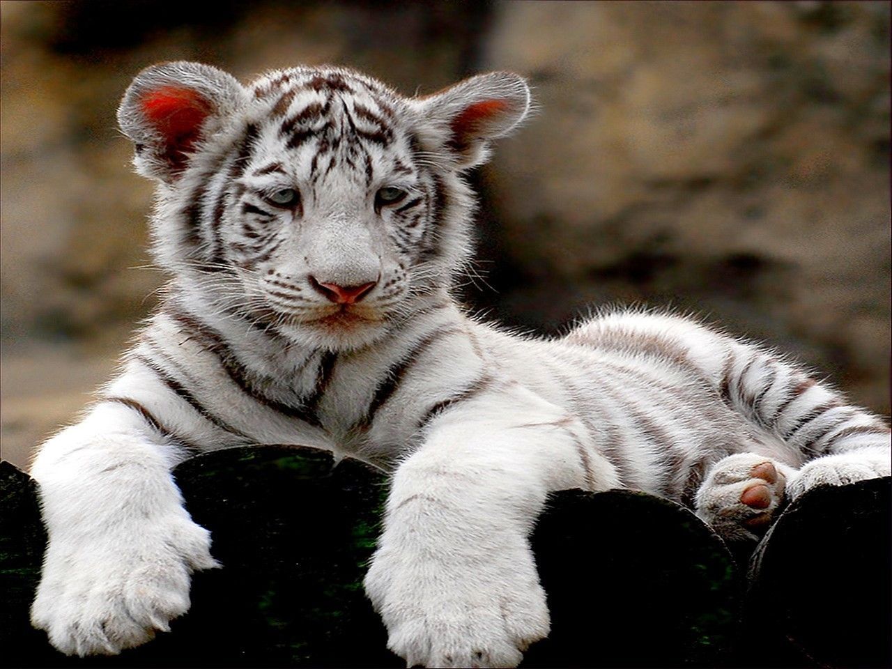 White Tiger Cubs Wallpaper Cute Wallpapers Gallery