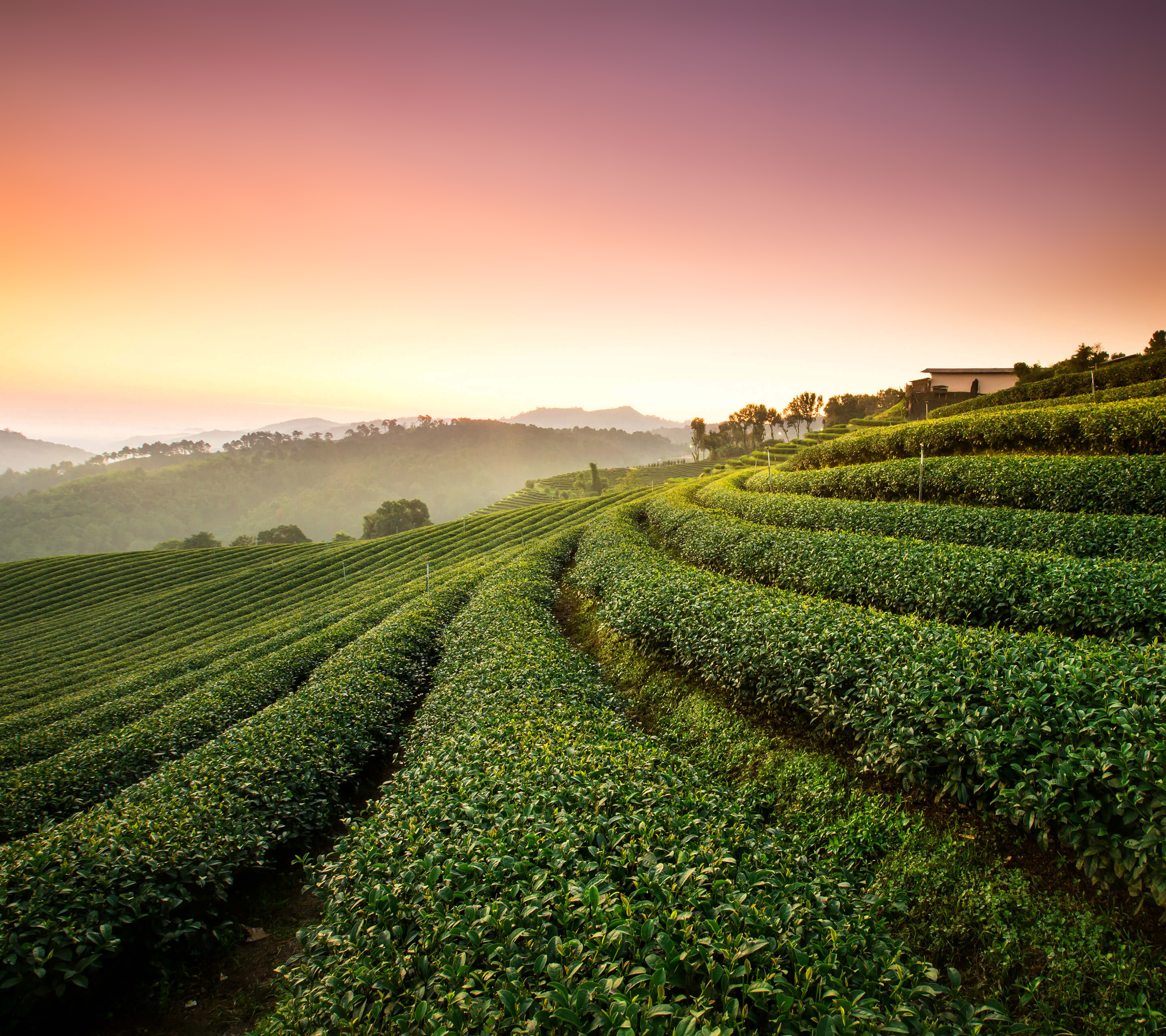 Landscape Tea Plantation Nature Wallpaper And