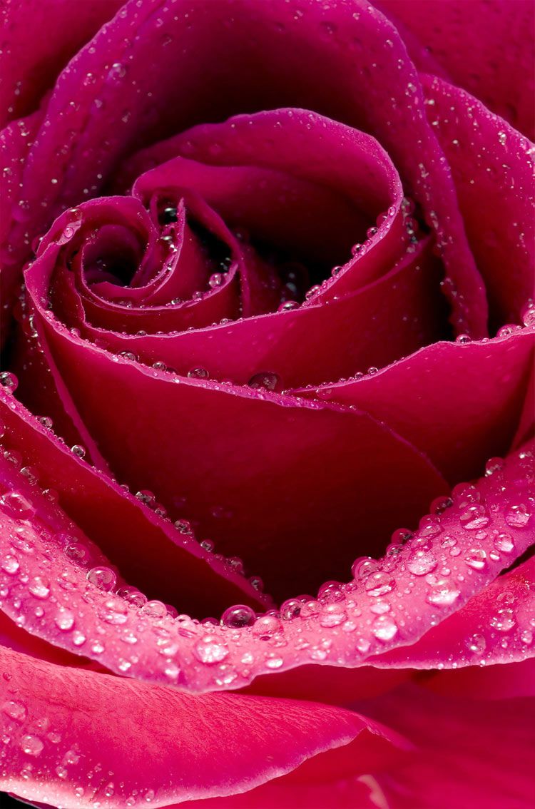 Beautiful Rose Flower HD Wallpaper Flowers