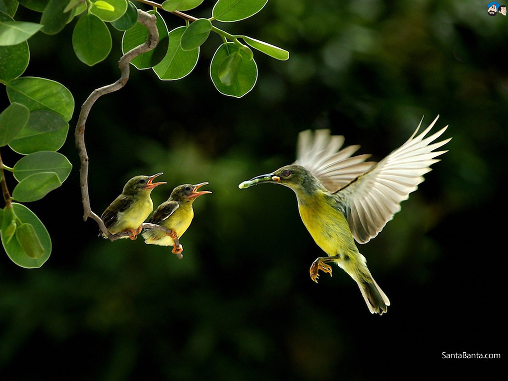 Beautiful Birds Wallpapers - Top Free Beautiful Birds Backgrounds -  WallpaperAccess