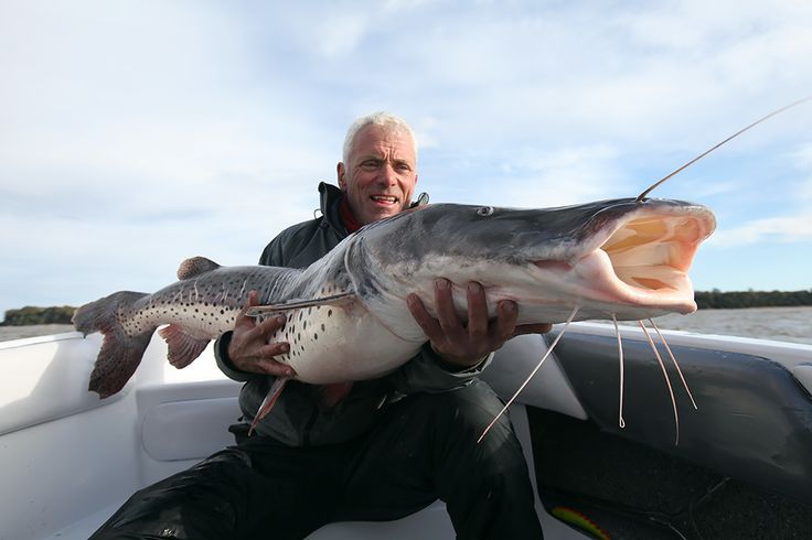 Jeremy Wade With Lb Surubi Catfish On The Parana River Border