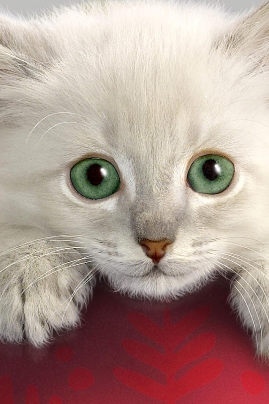 Cute Cat iPhone 4s Wallpaper iPad