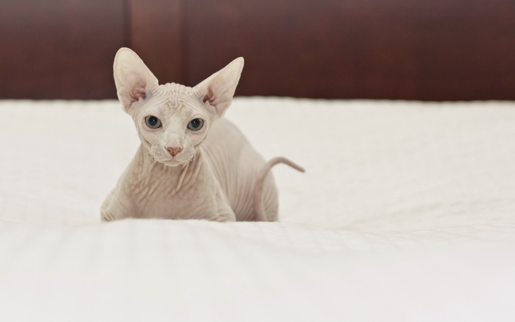 Cat Sphynx Lie Stock Photos Image HD Wallpaper Picture
