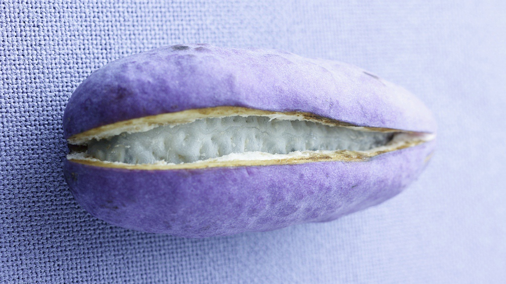 Akebi An Exotic Purple Fruit Cgtn