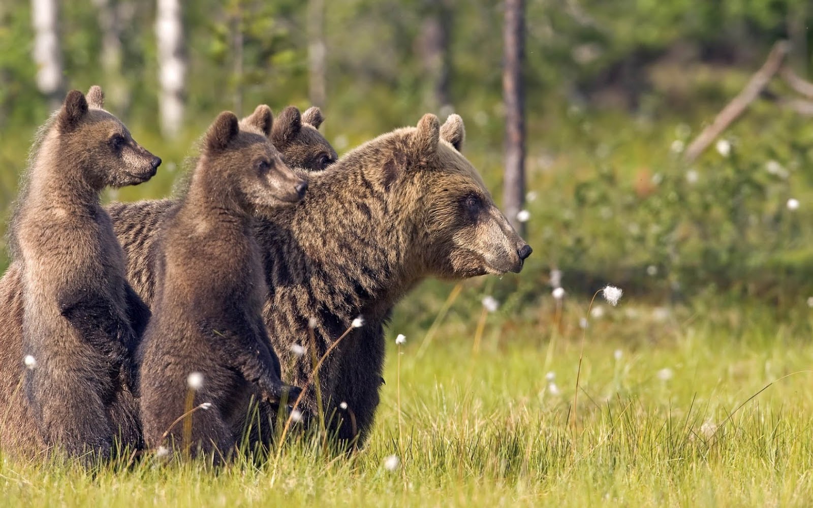 Wallpaper Of A Bear With His Cubs HD Animals