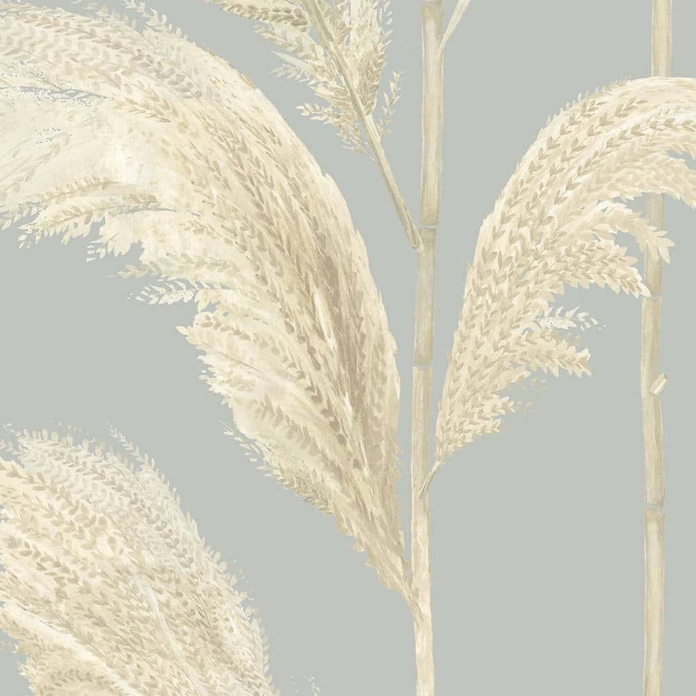 Pampas Grass Background Wallpaper