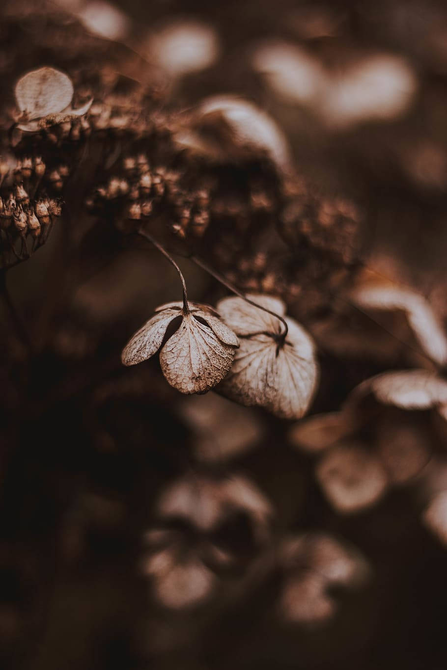Dark Brown Aesthetic Wallpaper