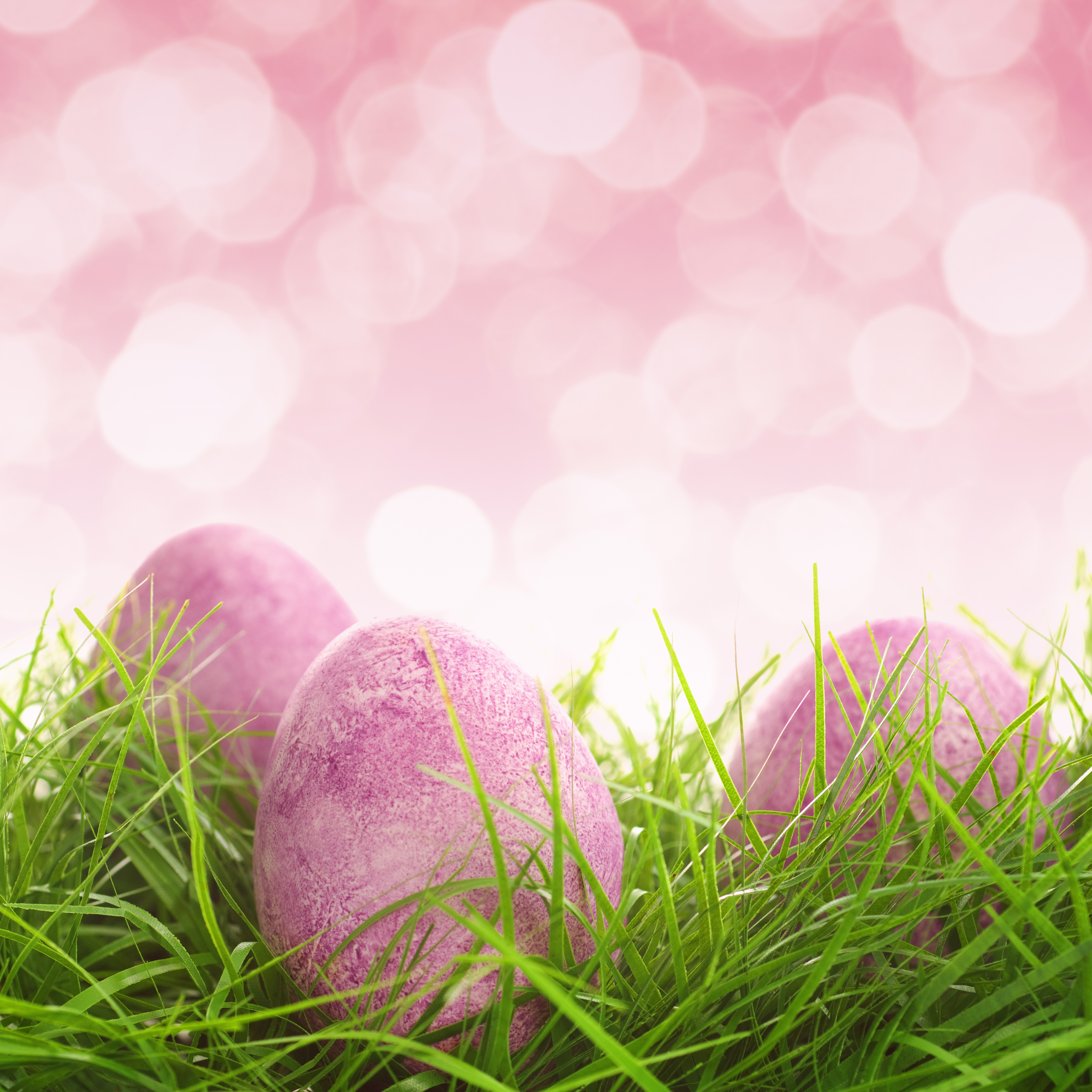 Easter Pink Background With Eggs And Grass Gallery