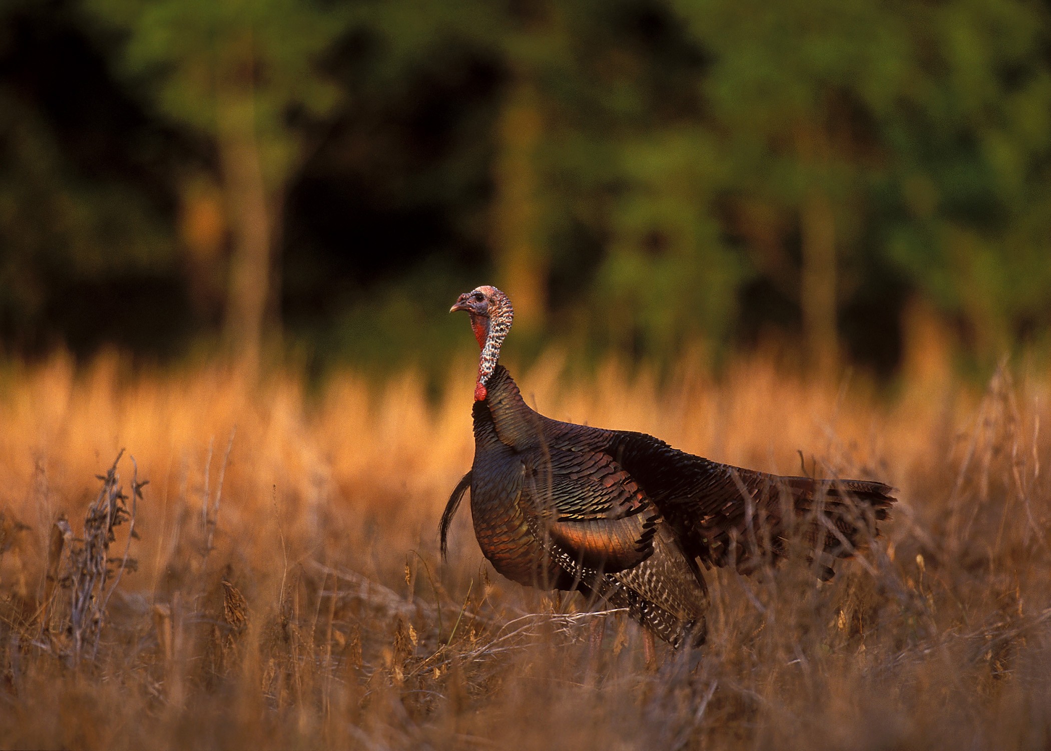 Applications Now Being Accepted For Special Turkey Hunts At Lake