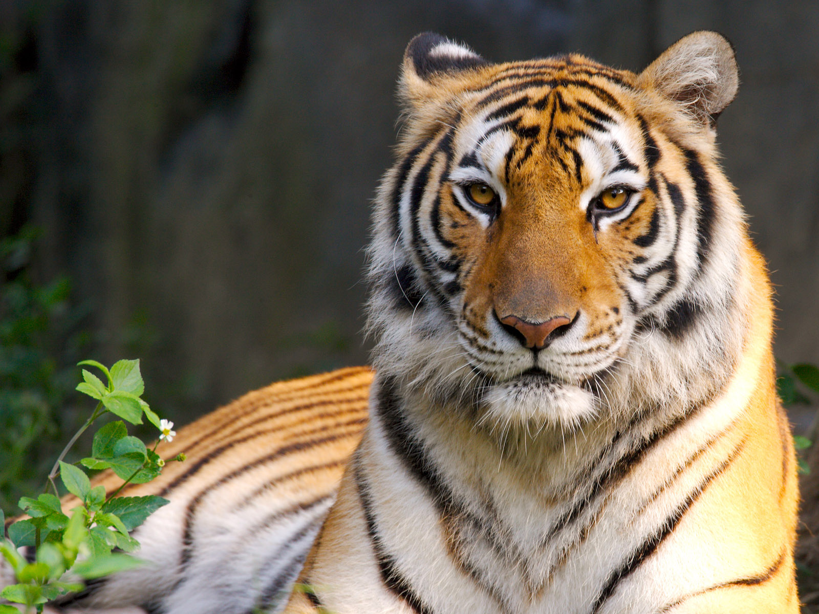 Tiger New HD Wallpaper For Your Laptop Screen Wallapers