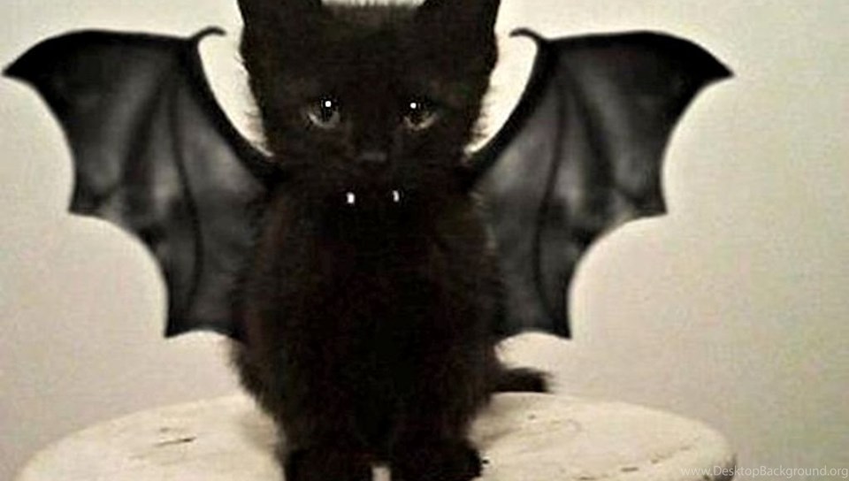 Cats Bat Cat Kitty Kitten Feline Pictures For HD High