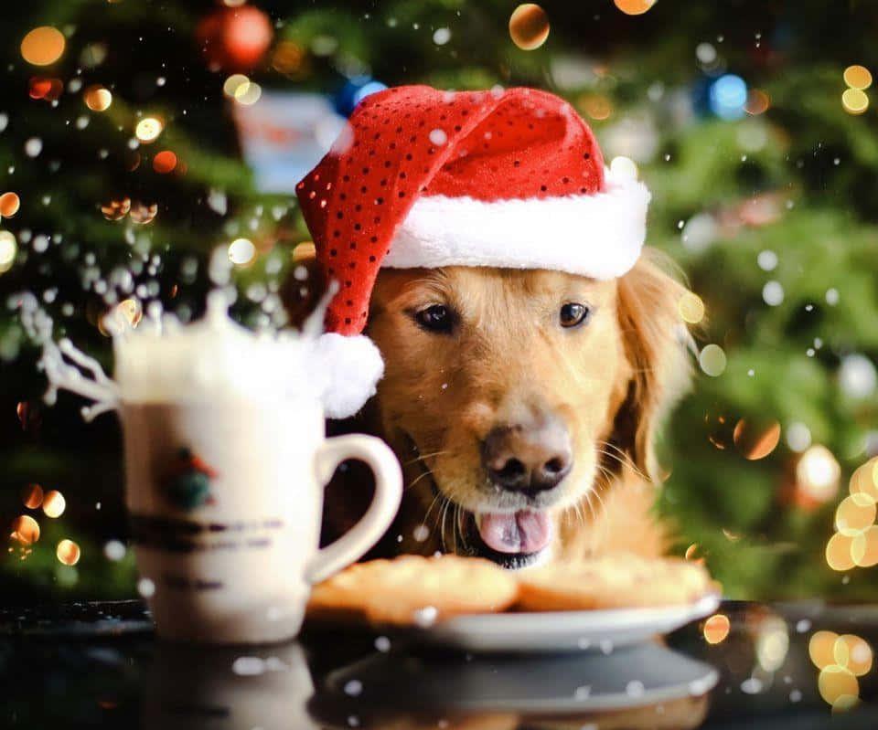 Download Christmas Dog With Cookies And Egg Nog Wallpaper