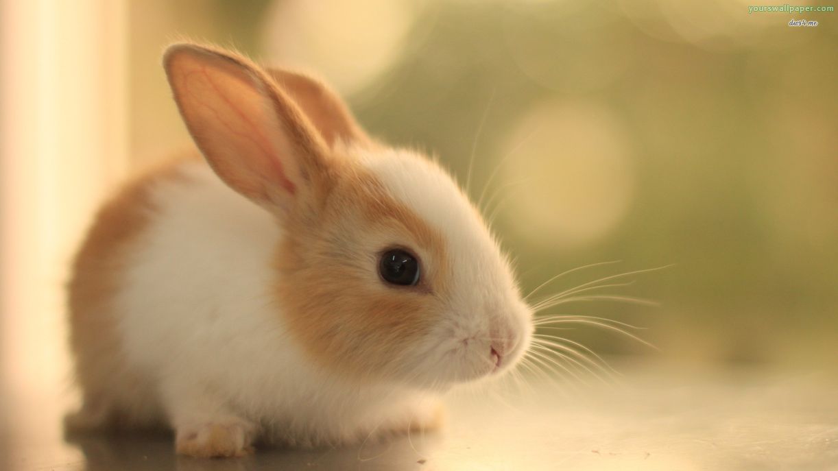 Cute Baby Rabbits Background Wallpaper