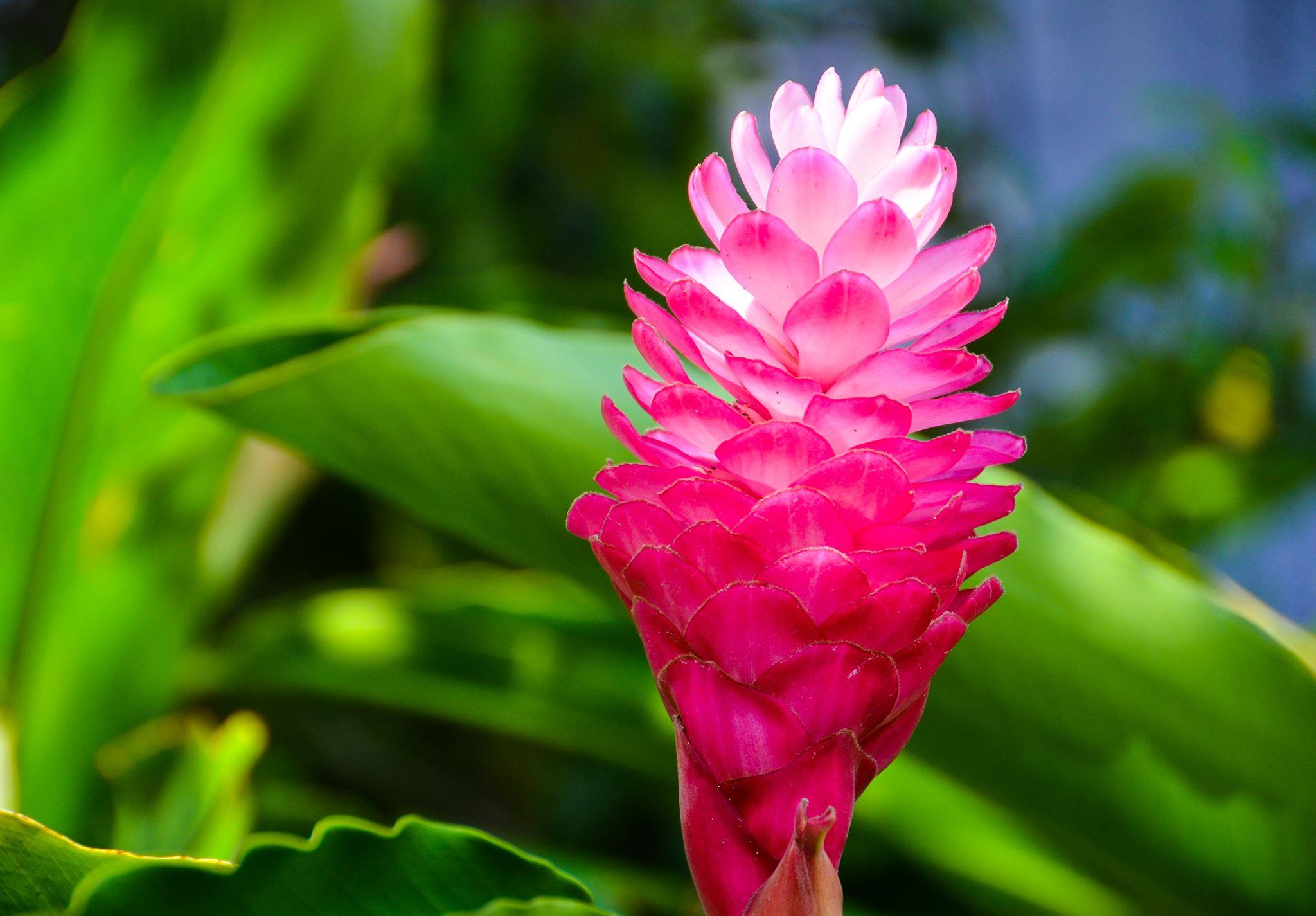  Picture with Pink Flower in Green Background HD Wallpapers for Free
