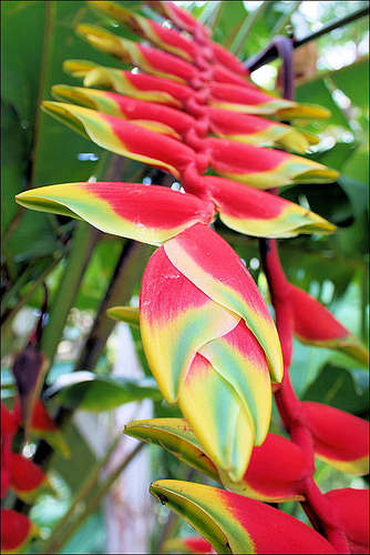 Bird Of Paradise Flower Pictures Meanings